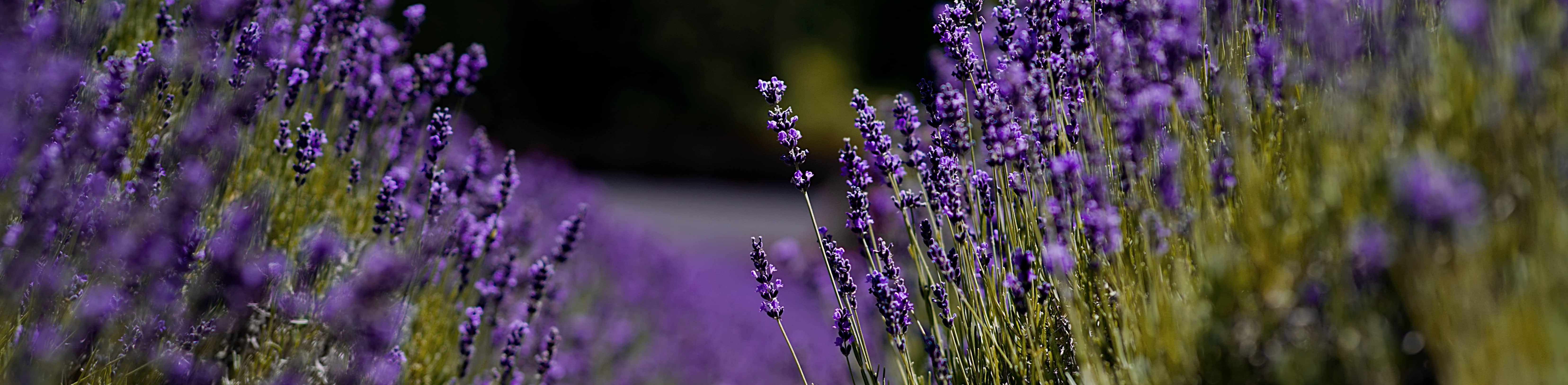 Lavender farm in Jacksonville Oregon